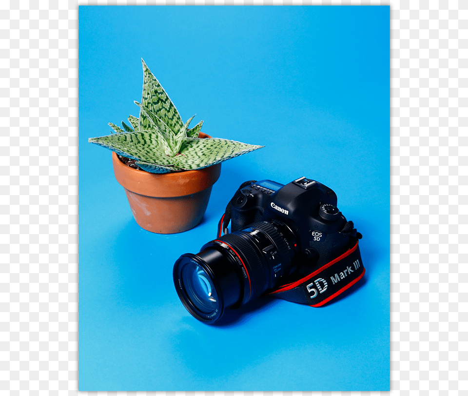 Camera Lens, Electronics, Leaf, Plant, Animal Free Png Download