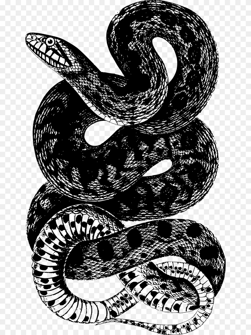 Camiseta Rattlesnake Snake, Gray Free Transparent Png
