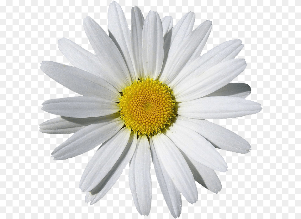 Camomile, Daisy, Flower, Petal, Plant Free Png