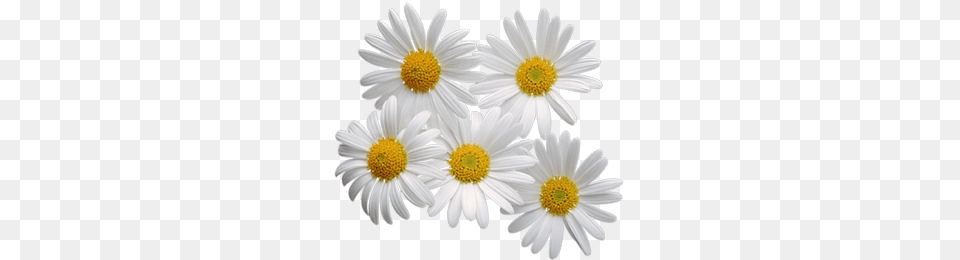 Camomile, Daisy, Flower, Plant, Petal Png Image