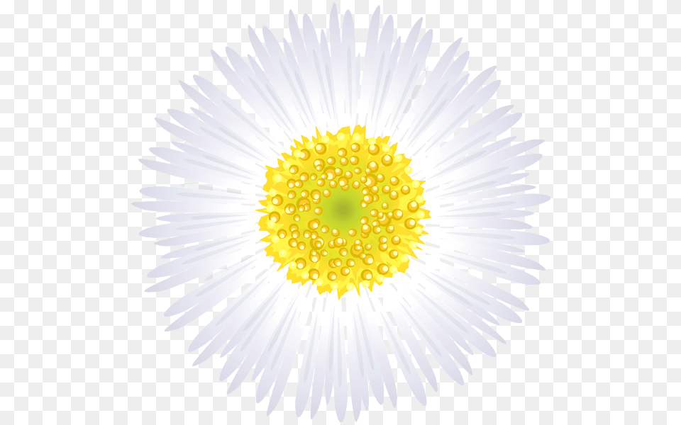 Camomile, Daisy, Flower, Plant, Anemone Png