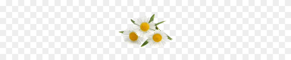 Camomile, Daisy, Flower, Plant Free Png Download