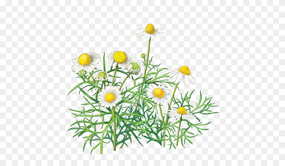 Camomile, Daisy, Flower, Plant, Herbal Free Transparent Png