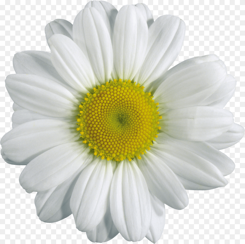 Camomile Png