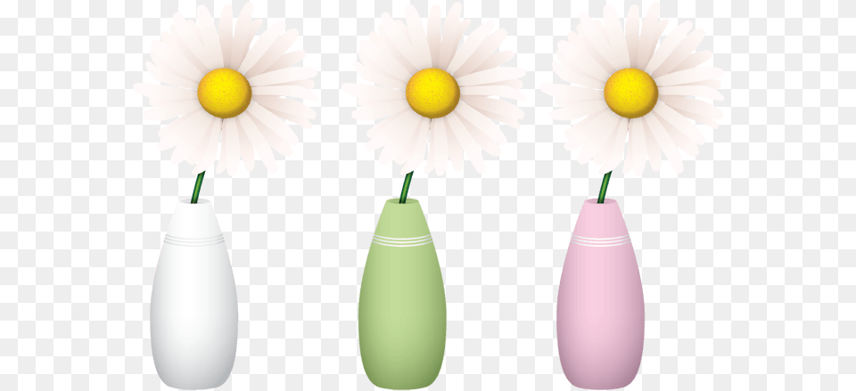 Camomile, Daisy, Flower, Jar, Plant Free Png