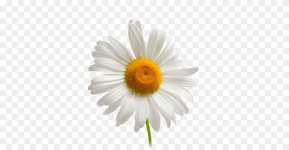 Camomile, Daisy, Flower, Plant Free Png Download