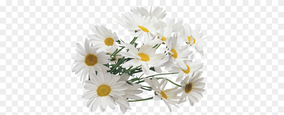 Camomile, Daisy, Flower, Plant, Flower Arrangement Free Png Download