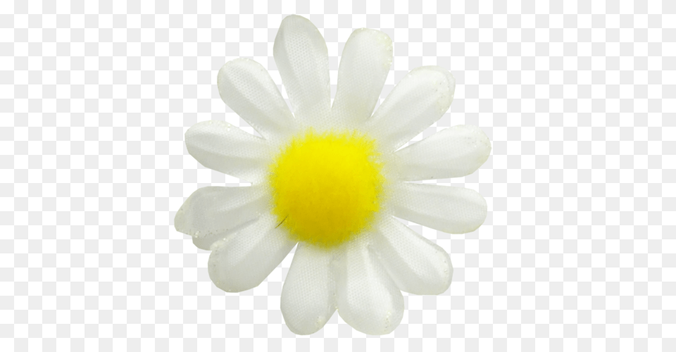 Camomile, Daisy, Flower, Petal, Plant Png