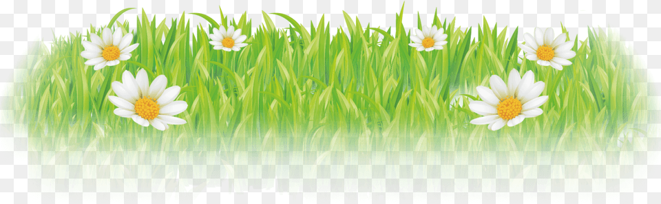 Camomile, Daisy, Flower, Grass, Plant Png Image