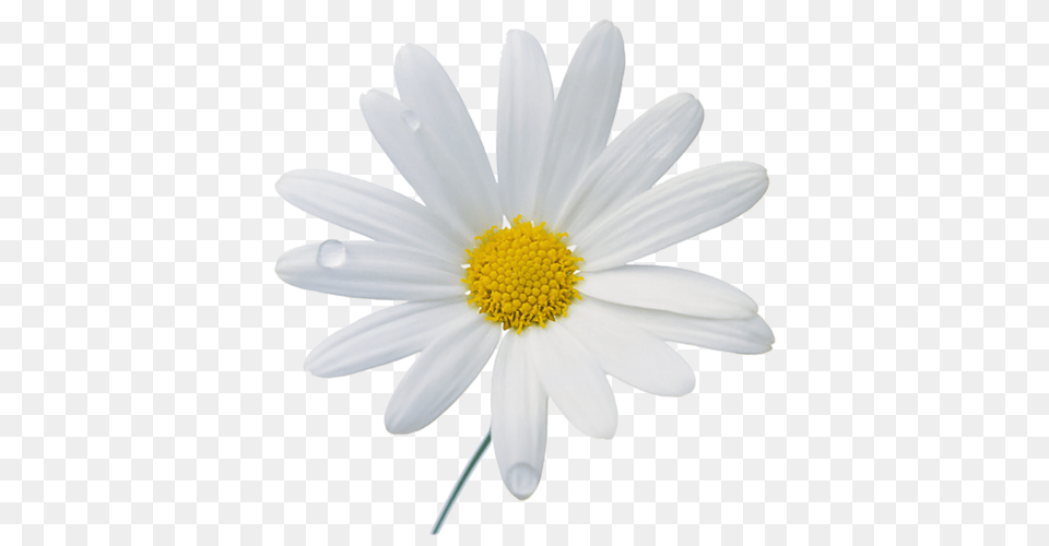 Camomile, Daisy, Flower, Plant, Anther Png Image