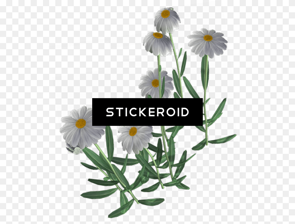 Camomile, Daisy, Flower, Plant Free Png Download