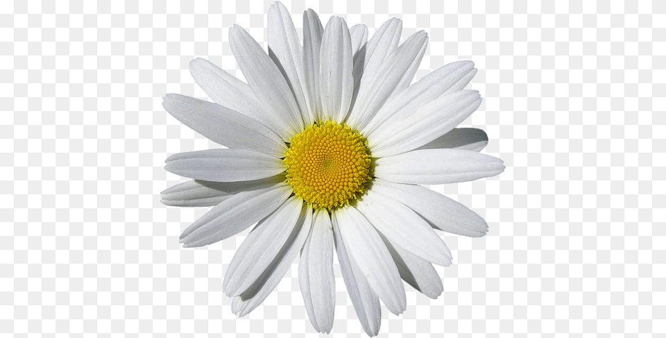 Camomile, Daisy, Flower, Plant Png