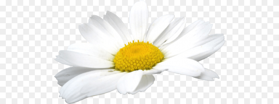 Camomile, Daisy, Flower, Petal, Plant Png Image