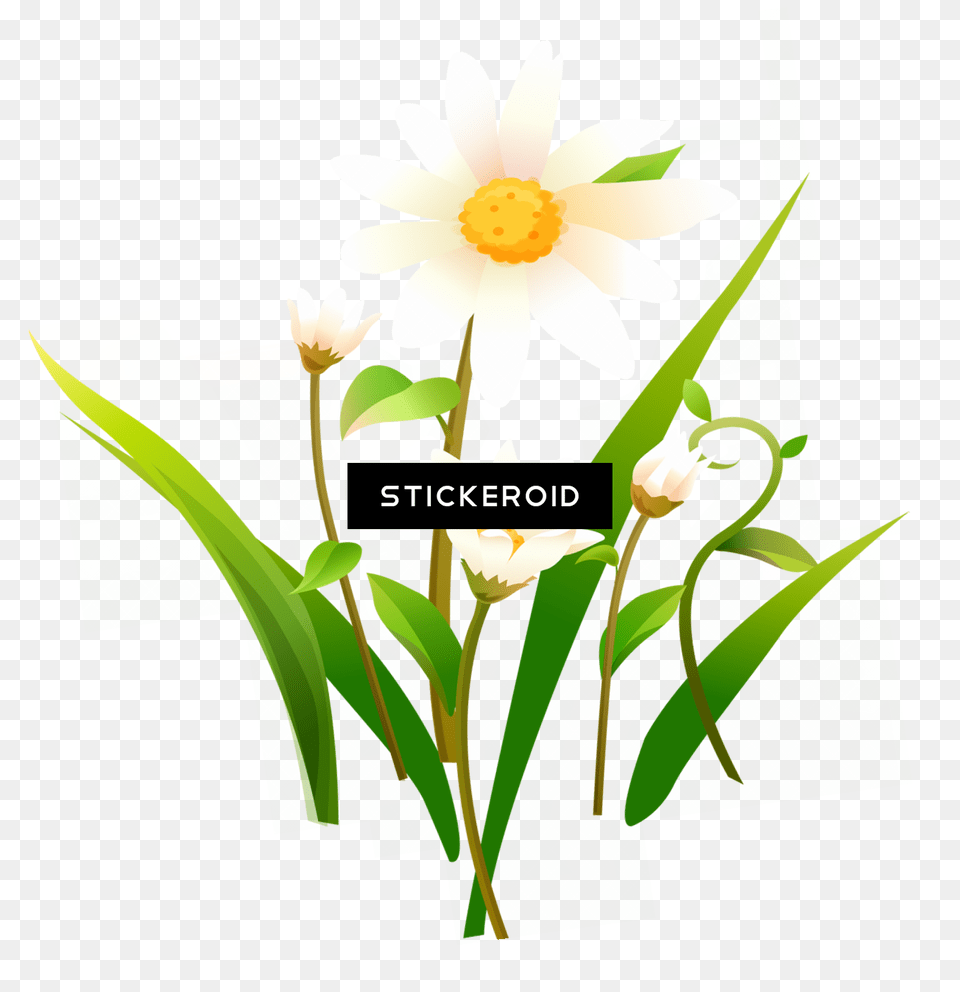Camomile, Flower, Art, Daffodil, Daisy Free Transparent Png