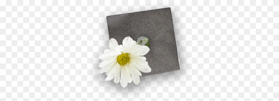 Camomile, Anemone, Daisy, Flower, Petal Free Png Download