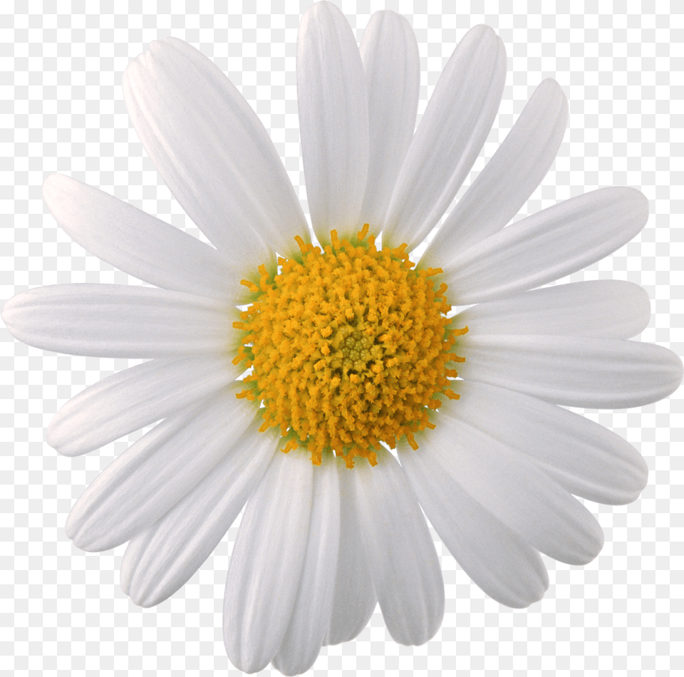 Camomile, Daisy, Flower, Plant, Petal Png