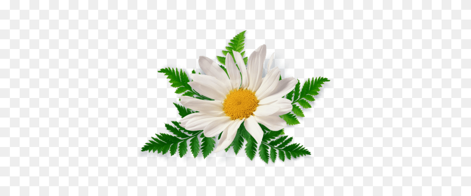 Camomile Bush Group, Daisy, Flower, Plant, Anemone Png Image