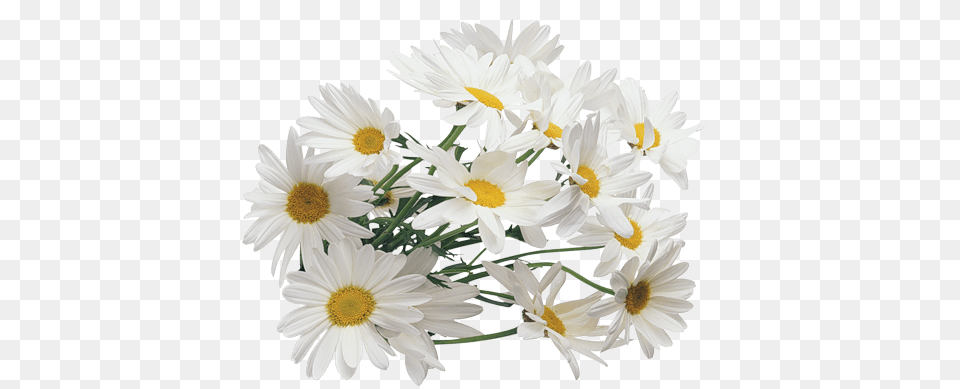 Camomile Bush Group, Daisy, Flower, Plant, Flower Arrangement Free Png