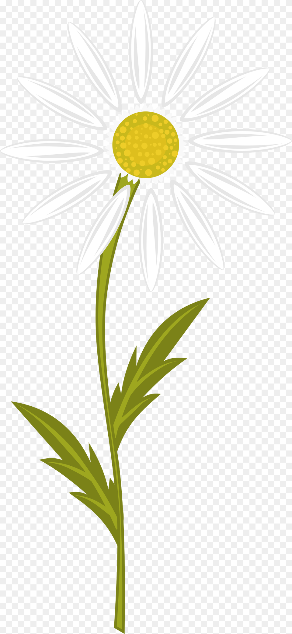 Camomile Clipart, Daisy, Flower, Plant, Blade Free Transparent Png