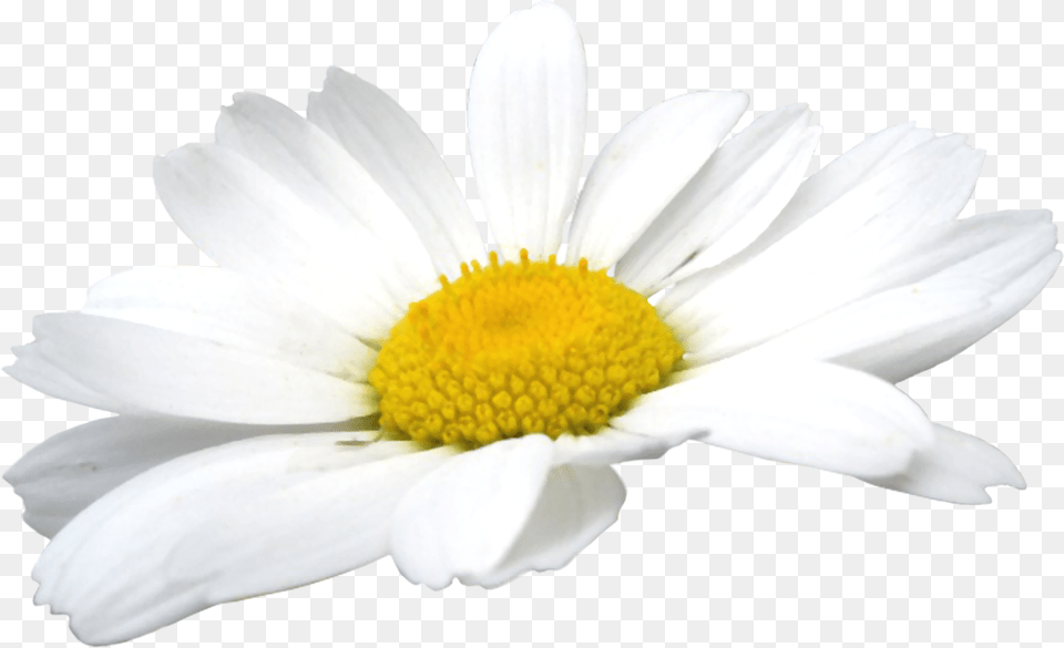 Camomile Flowers Chamomile Flower, Daisy, Petal, Plant, Anther Png