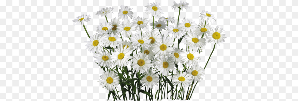 Camomile Download Chamomile, Daisy, Flower, Plant Free Transparent Png