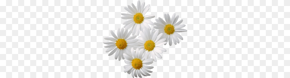 Camomile Group, Daisy, Flower, Plant Free Png