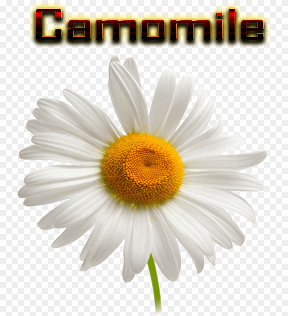 Camomile Hd Chamomile Transparent Background, Daisy, Flower, Plant Free Png