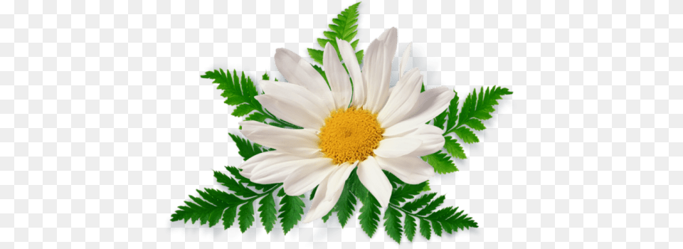 Camomile Leaves Close Up, Daisy, Flower, Plant, Anemone Free Transparent Png