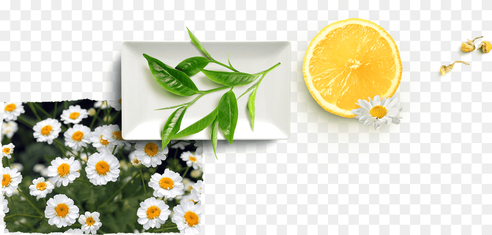 Camomile Lemon, Citrus Fruit, Plant, Herbs, Herbal Free Transparent Png