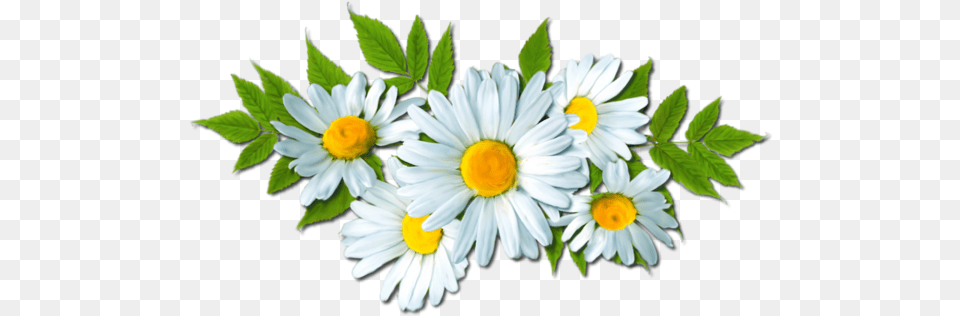 Camomile Picture Daisy Flower Clipart, Plant, Petal Png Image