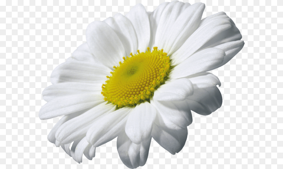 Camomile Single, Daisy, Flower, Petal, Plant Free Png