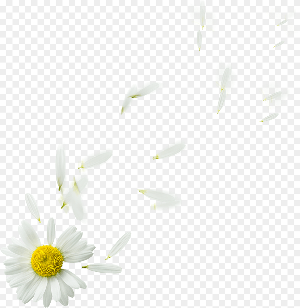 Camomile Background 100 Conseils Spirituels Pour Tre Heureux Livre, Daisy, Flower, Petal, Plant Free Transparent Png