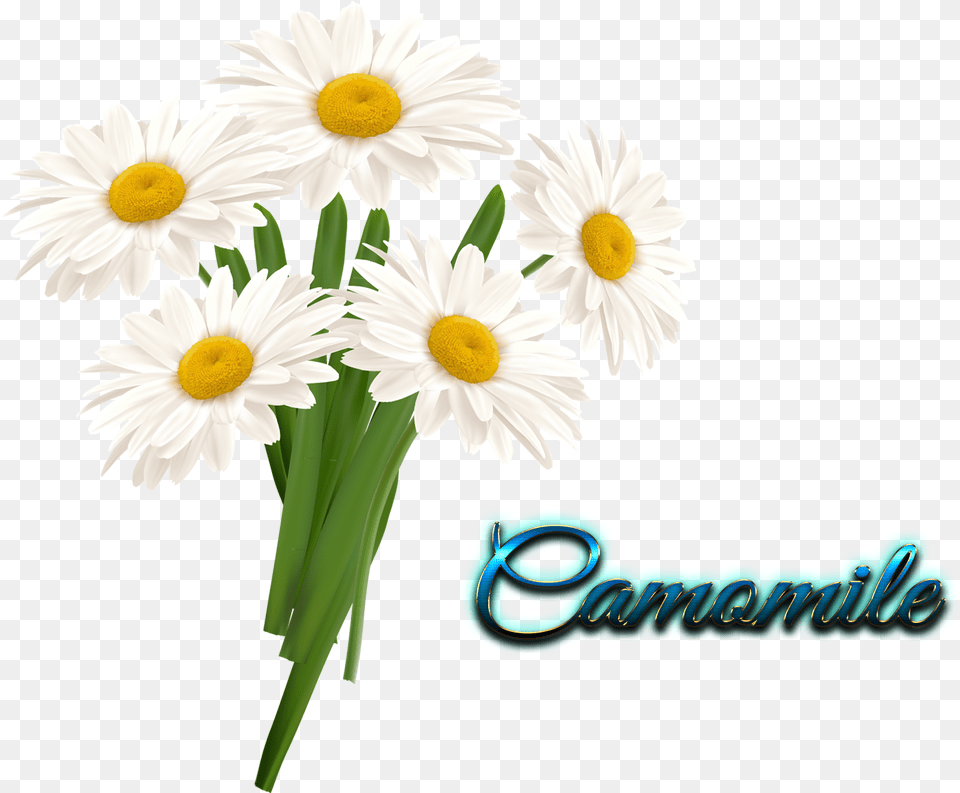 Camomile Transparent Flower In Vase Clipart, Daisy, Plant Free Png