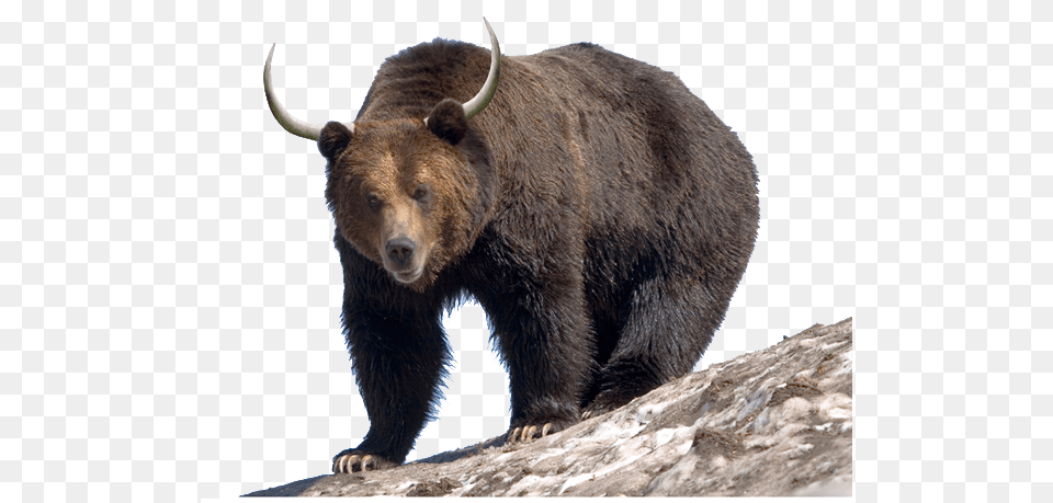 Campaigns Grizzly Bear, Animal, Mammal, Wildlife, Brown Bear Free Transparent Png