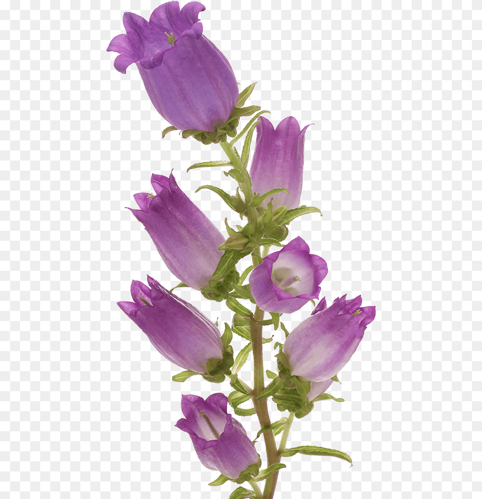 Campanula Champion Lilac Marginpar Canterbury Bells, Flower, Plant, Purple, Rose Free Png Download