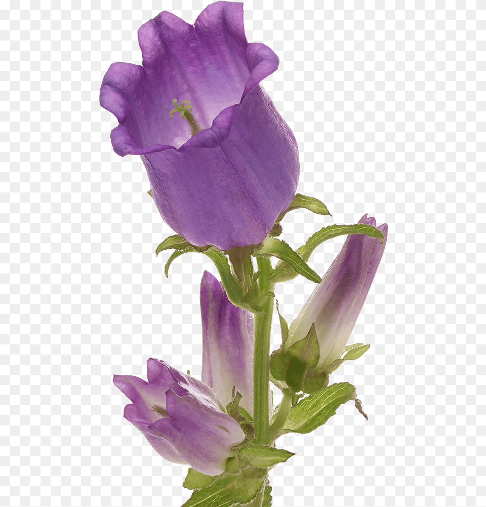 Campanula Champion Lilac Marginpar Canterbury Bells, Flower, Plant, Acanthaceae, Geranium Png