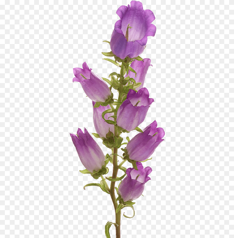 Campanula Champion Lilac Marginpar Skullcap, Flower, Plant, Purple, Petal Free Png Download