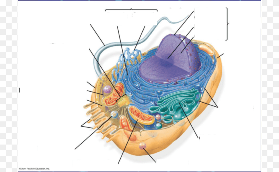 Campbell Biology Animal Cell, Food, Invertebrate, Lobster, Sea Life Png Image