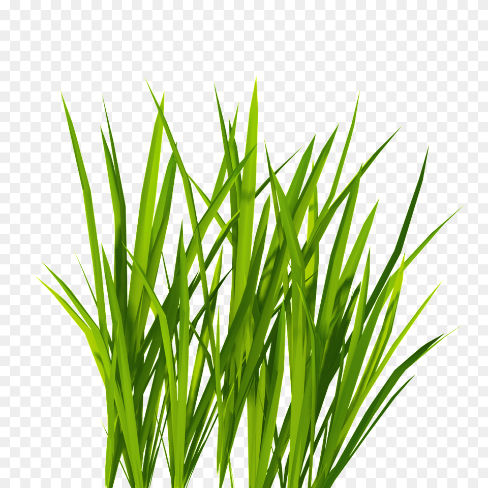 Campfire Grass Decorative Download, Green, Plant, Lawn, Tree Free Png