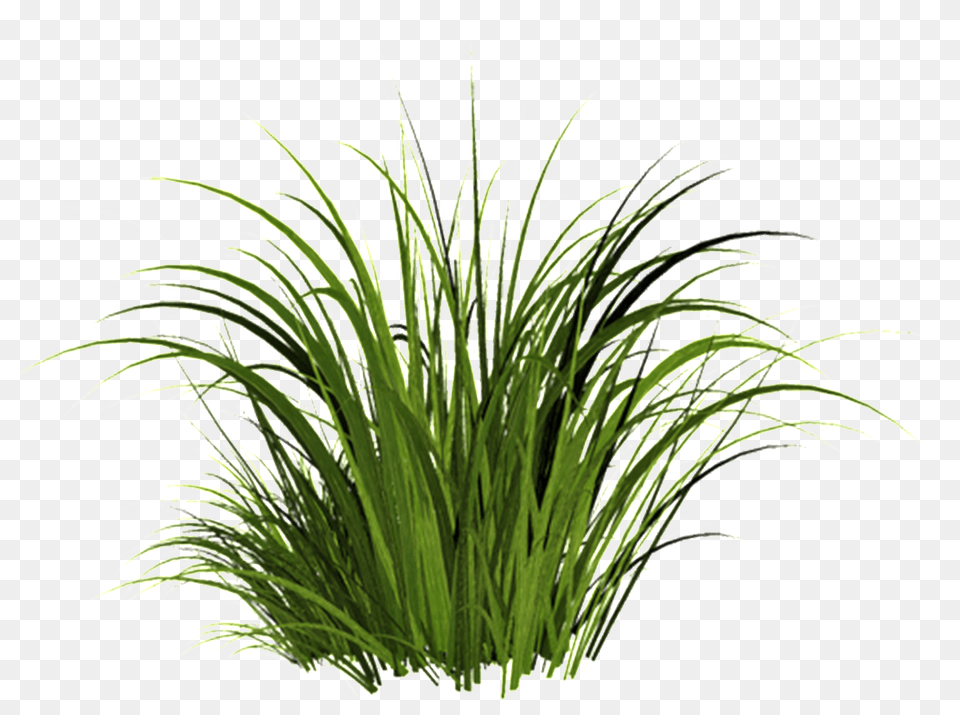 Campfire Grass Transparent Decorative Download, Plant, Potted Plant, Vegetation, Green Png Image