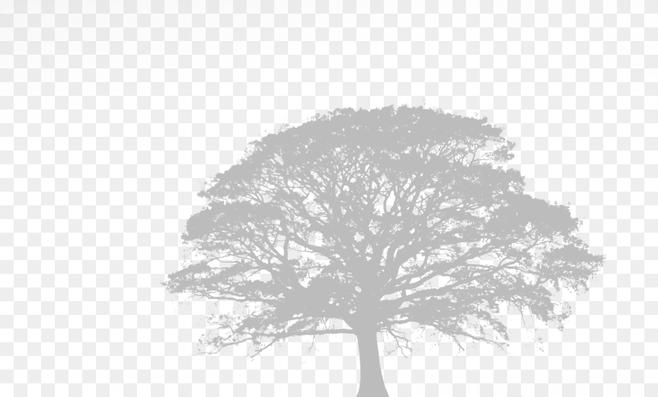 Campsite Black Oak Tree, Gray Png