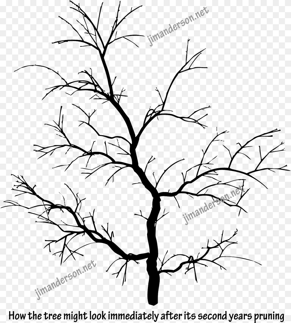 Can Branches Grow Back After Being Cut, Plant, Art, Outdoors, Drawing Free Png Download