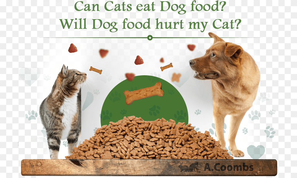 Can Cats Eat Dog Food Will Dog Food Hurt My Cat Cat, Animal, Canine, Mammal, Pet Free Transparent Png