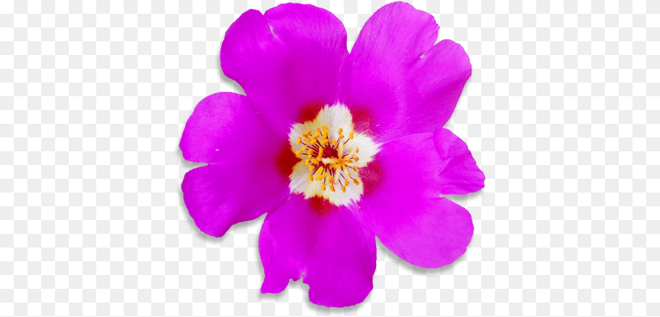 Can I Grow Flowers In My Smallgarden U2013 Dn Purslane, Anemone, Anther, Flower, Geranium Free Png