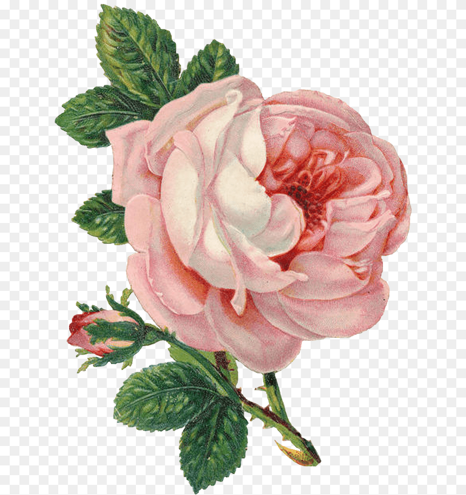 Can Never Have To Transparent Background Vintage Flower, Dahlia, Plant, Rose, Petal Free Png Download