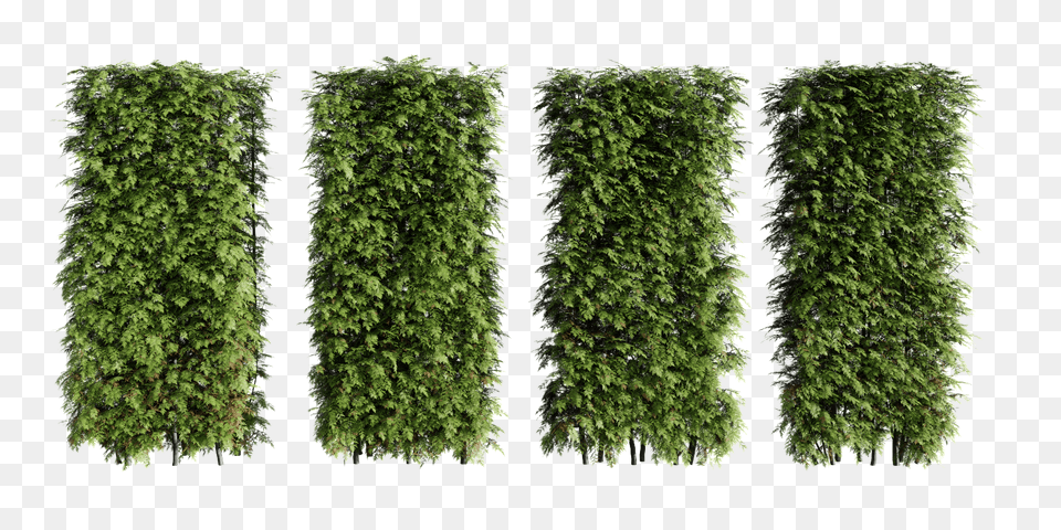 Can Select It And Copy Using Ctrl C Hedge, Conifer, Fence, Moss, Plant Free Png