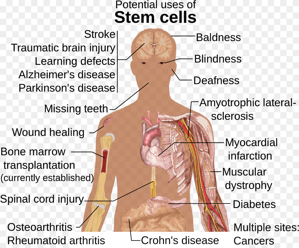 Can Stem Cells Be Used, Adult, Male, Man, Person Png