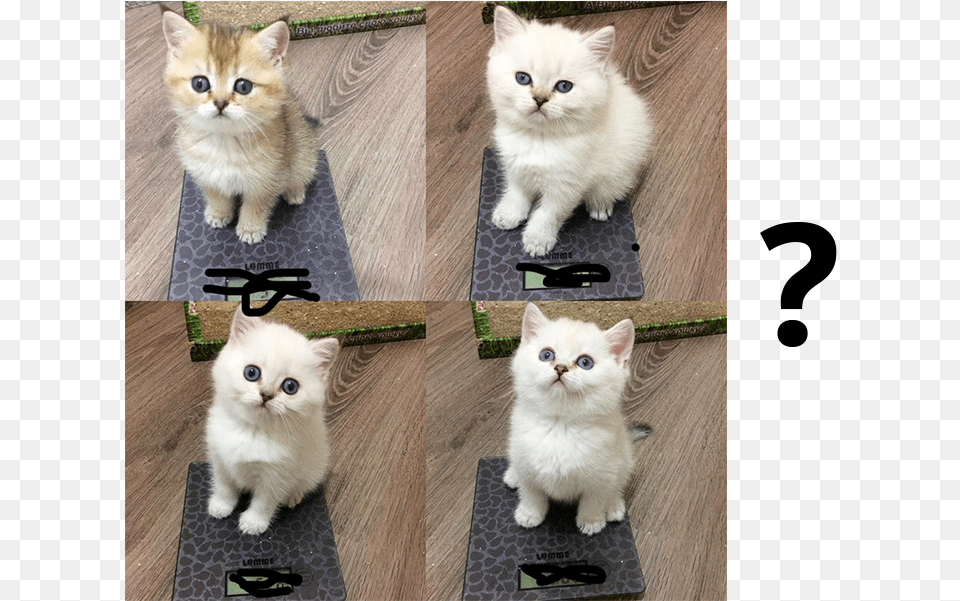Can You Guess Which Cute Kitten Weighs The Most Asian Semi Longhair, Animal, Cat, Mammal, Pet Free Png