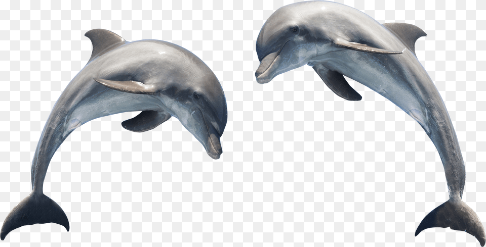 Can You Tell A Dolphin From A Porpoise, Animal, Mammal, Sea Life, Fish Png Image