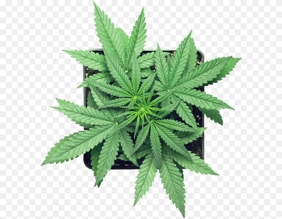 Canabis Leaf Micron Yerba Cannabis, Hemp, Plant, Weed Free Transparent Png